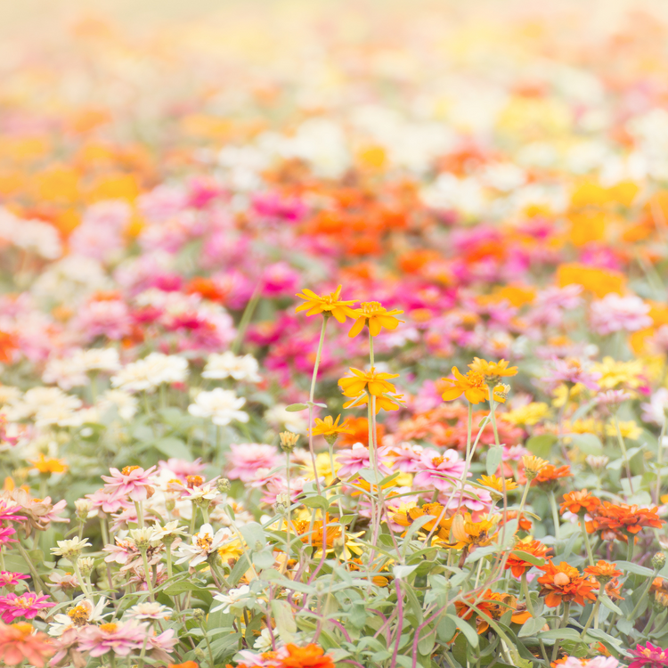 Floral & Feminine